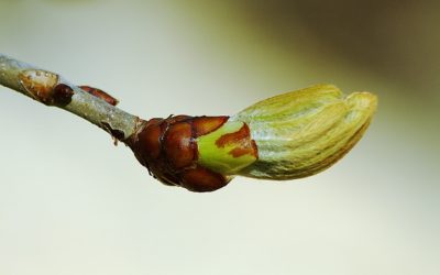 Mon Défi : 12 interviews 12 mois