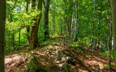 Comment repérer une secte ou une dérive sectaire et s’en prémunir