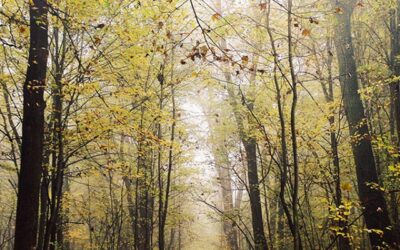 3 Rituels simples pour gens pressés – en forêt